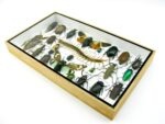 Echte exotische Insekten - Einzelstück - im 3D L-Schaukasten - Wandbild 4-A-L-19 – Bild 6