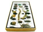 Echte exotische Insekten - Einzelstück - im 3D L-Schaukasten - Wandbild 4-A-L-19 – Bild 8