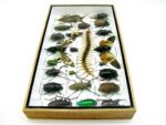 Echte exotische Insekten - Einzelstück - im 3D L-Schaukasten - Wandbild 4-A-L-19 – Bild 9