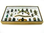 Echte exotische Insekten - Einzelstück - im 3D L-Schaukasten - Wandbild 4-A-L-19 – Bild 10