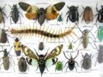 Echte exotische Insekten - Einzelstück - im 3D L-Schaukasten - Wandbild 4-A-L-19 – Bild 11