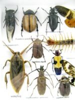 Echte exotische Insekten - Einzelstück - im 3D L-Schaukasten - Wandbild 4-A-L-19 – Bild 12