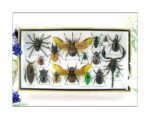 Echte exotische Insekten - Einzelstück - im 3D L-Schaukasten - Wandbild 5-A-L-20