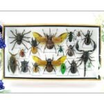 Echte exotische Insekten - Einzelstück - im 3D L-Schaukasten - Wandbild 5-A-L-20