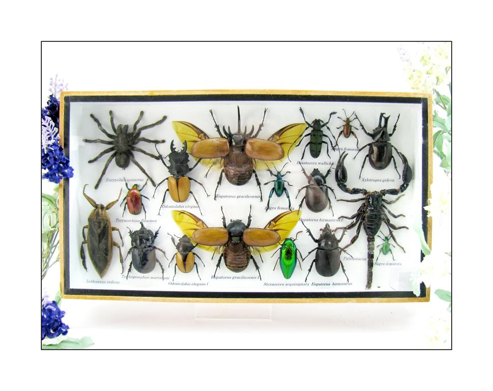 Wunderschöne, tropische und natürlich echte Insekten aus nachhaltiger Zucht im XL Schaukasten a-insekten-L-20-a