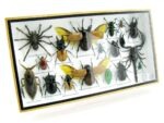 Echte exotische Insekten - Einzelstück - im 3D L-Schaukasten - Wandbild 5-A-L-20 – Bild 2