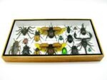 Echte exotische Insekten - Einzelstück - im 3D L-Schaukasten - Wandbild 5-A-L-20 – Bild 4