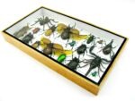 Echte exotische Insekten - Einzelstück - im 3D L-Schaukasten - Wandbild 5-A-L-20 – Bild 5