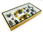 Echte exotische Insekten - Einzelstück - im 3D L-Schaukasten - Wandbild 5-A-L-20 – Bild 6