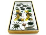 Echte exotische Insekten - Einzelstück - im 3D L-Schaukasten - Wandbild 5-A-L-20 – Bild 7