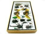 Echte exotische Insekten - Einzelstück - im 3D L-Schaukasten - Wandbild 5-A-L-20 – Bild 8