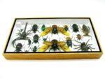 Echte exotische Insekten - Einzelstück - im 3D L-Schaukasten - Wandbild 5-A-L-20 – Bild 9