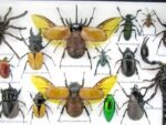 Echte exotische Insekten - Einzelstück - im 3D L-Schaukasten - Wandbild 5-A-L-20 – Bild 10