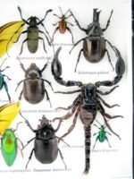 Echte exotische Insekten - Einzelstück - im 3D L-Schaukasten - Wandbild 5-A-L-20 – Bild 11