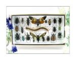 Echte exotische Insekten - Einzelstück - im 3D L-Schaukasten - Wandbild 3-A-L-21