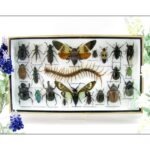 Echte exotische Insekten - Einzelstück - im 3D L-Schaukasten - Wandbild 3-A-L-21