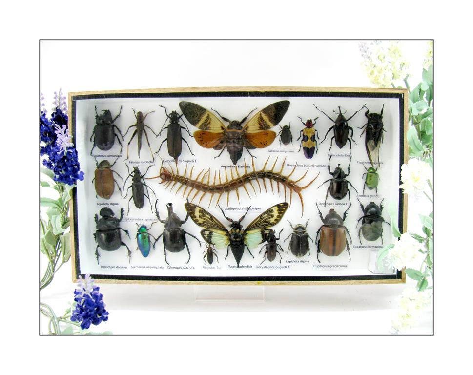 Wunderschöne, tropische und natürlich echte Insekten aus nachhaltiger Zucht im XL Schaukasten a-insekten-L-21-a