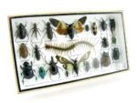 Echte exotische Insekten - Einzelstück - im 3D L-Schaukasten - Wandbild 3-A-L-21 – Bild 2