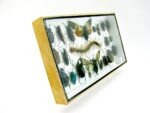 Echte exotische Insekten - Einzelstück - im 3D L-Schaukasten - Wandbild 3-A-L-21 – Bild 3