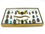 Echte exotische Insekten - Einzelstück - im 3D L-Schaukasten - Wandbild 3-A-L-21 – Bild 4