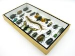 Echte exotische Insekten - Einzelstück - im 3D L-Schaukasten - Wandbild 3-A-L-21 – Bild 5