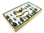 Echte exotische Insekten - Einzelstück - im 3D L-Schaukasten - Wandbild 3-A-L-21 – Bild 6