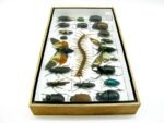 Echte exotische Insekten - Einzelstück - im 3D L-Schaukasten - Wandbild 3-A-L-21 – Bild 7