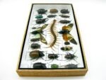 Echte exotische Insekten - Einzelstück - im 3D L-Schaukasten - Wandbild 3-A-L-21 – Bild 8