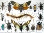 Echte exotische Insekten - Einzelstück - im 3D L-Schaukasten - Wandbild 3-A-L-21 – Bild 10