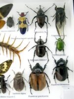 Echte exotische Insekten - Einzelstück - im 3D L-Schaukasten - Wandbild 3-A-L-21 – Bild 11