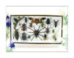 Echte exotische Insekten - Einzelstück - im 3D L-Schaukasten - Wandbild 6-A-L-22
