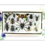 Echte exotische Insekten - Einzelstück - im 3D L-Schaukasten - Wandbild 6-A-L-22