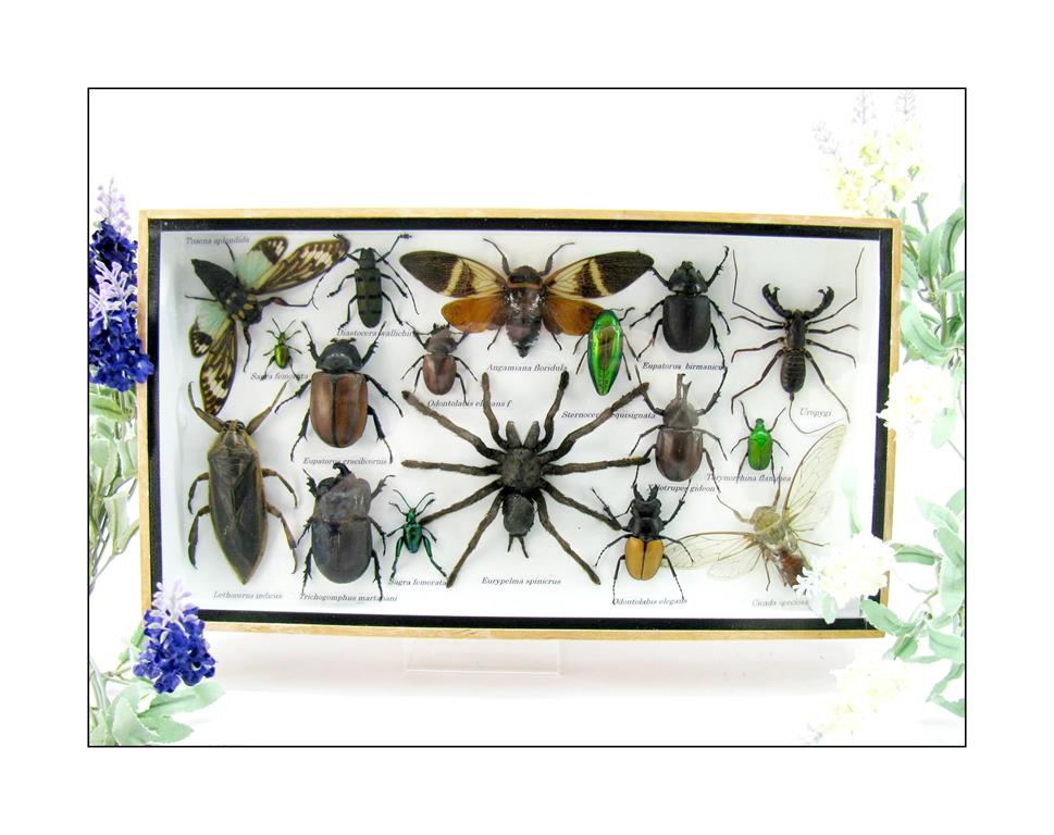 Wunderschöne, tropische und natürlich echte Insekten aus nachhaltiger Zucht im XL Schaukasten a-insekten-L-22-a