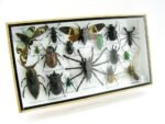 Echte exotische Insekten - Einzelstück - im 3D L-Schaukasten - Wandbild 6-A-L-22 – Bild 2