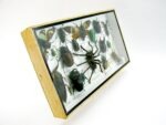 Echte exotische Insekten - Einzelstück - im 3D L-Schaukasten - Wandbild 6-A-L-22 – Bild 3