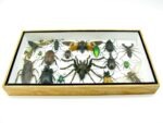 Echte exotische Insekten - Einzelstück - im 3D L-Schaukasten - Wandbild 6-A-L-22 – Bild 4