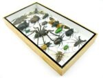 Echte exotische Insekten - Einzelstück - im 3D L-Schaukasten - Wandbild 6-A-L-22 – Bild 5