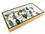Echte exotische Insekten - Einzelstück - im 3D L-Schaukasten - Wandbild 6-A-L-22 – Bild 6