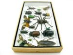 Echte exotische Insekten - Einzelstück - im 3D L-Schaukasten - Wandbild 6-A-L-22 – Bild 7