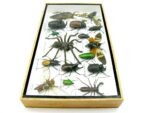 Echte exotische Insekten - Einzelstück - im 3D L-Schaukasten - Wandbild 6-A-L-22 – Bild 8