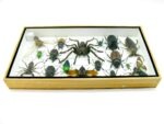 Echte exotische Insekten - Einzelstück - im 3D L-Schaukasten - Wandbild 6-A-L-22 – Bild 9