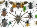 Echte exotische Insekten - Einzelstück - im 3D L-Schaukasten - Wandbild 6-A-L-22 – Bild 10