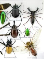 Echte exotische Insekten - Einzelstück - im 3D L-Schaukasten - Wandbild 6-A-L-22 – Bild 11