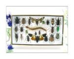 Echte exotische Insekten - Einzelstück - im 3D L-Schaukasten - Wandbild 2-A-L-23
