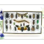 Echte exotische Insekten - Einzelstück - im 3D L-Schaukasten - Wandbild 2-A-L-23