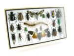Echte exotische Insekten - Einzelstück - im 3D L-Schaukasten - Wandbild 2-A-L-23 – Bild 2