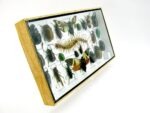 Echte exotische Insekten - Einzelstück - im 3D L-Schaukasten - Wandbild 2-A-L-23 – Bild 3