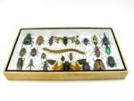 Echte exotische Insekten - Einzelstück - im 3D L-Schaukasten - Wandbild 2-A-L-23 – Bild 4