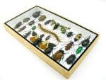 Echte exotische Insekten - Einzelstück - im 3D L-Schaukasten - Wandbild 2-A-L-23 – Bild 5