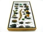 Echte exotische Insekten - Einzelstück - im 3D L-Schaukasten - Wandbild 2-A-L-23 – Bild 7